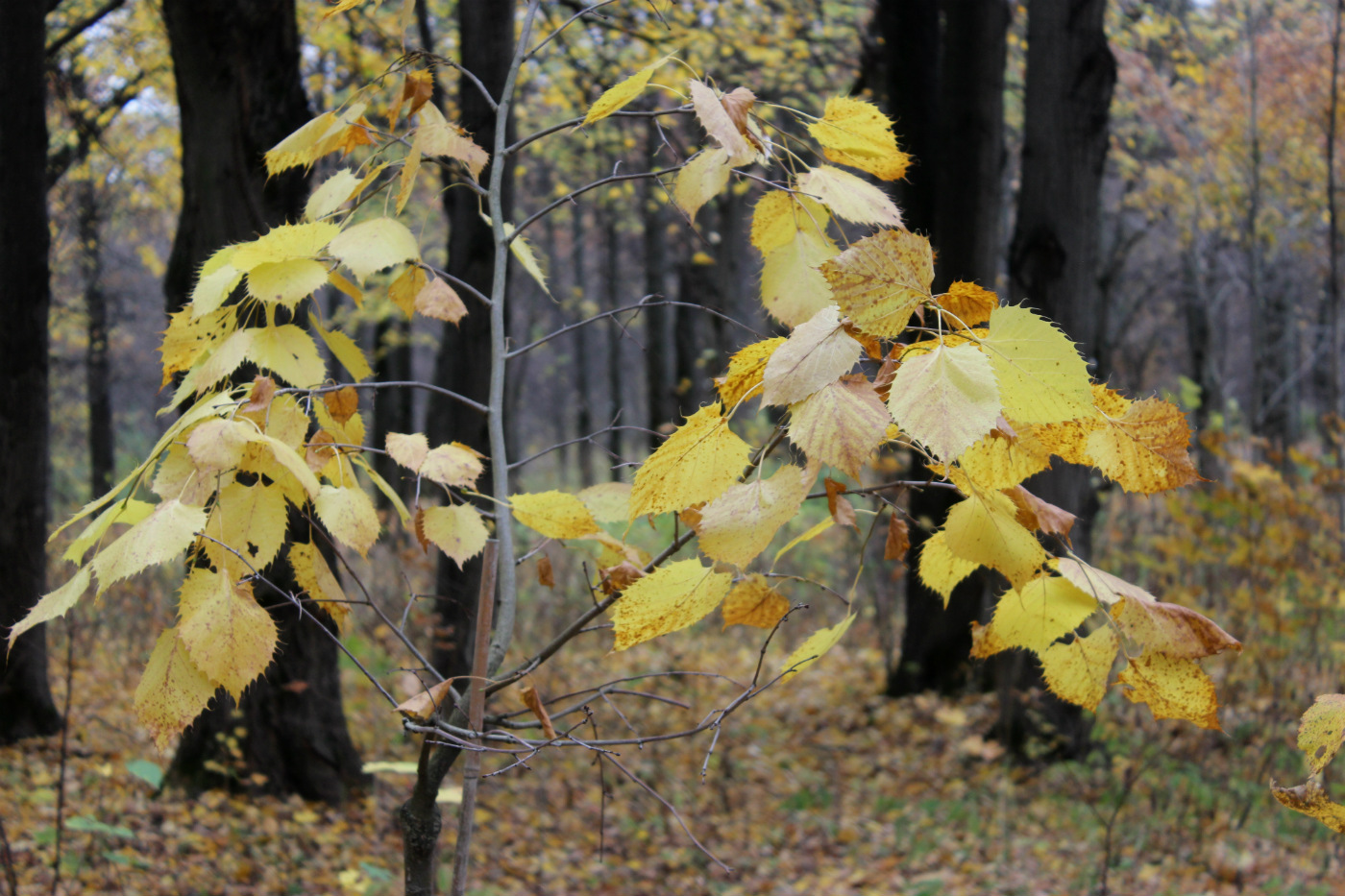 Image of Tilia henryana specimen.