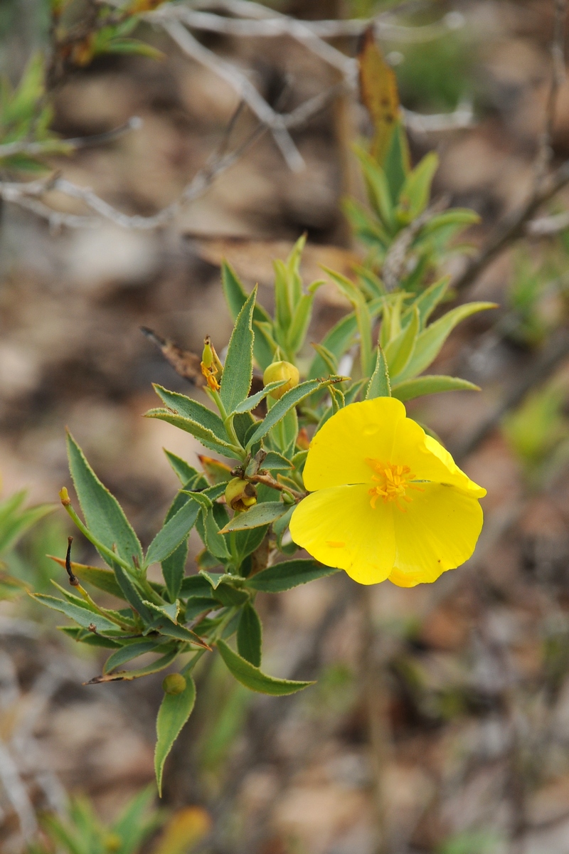 Image of Dendromecon rigida specimen.