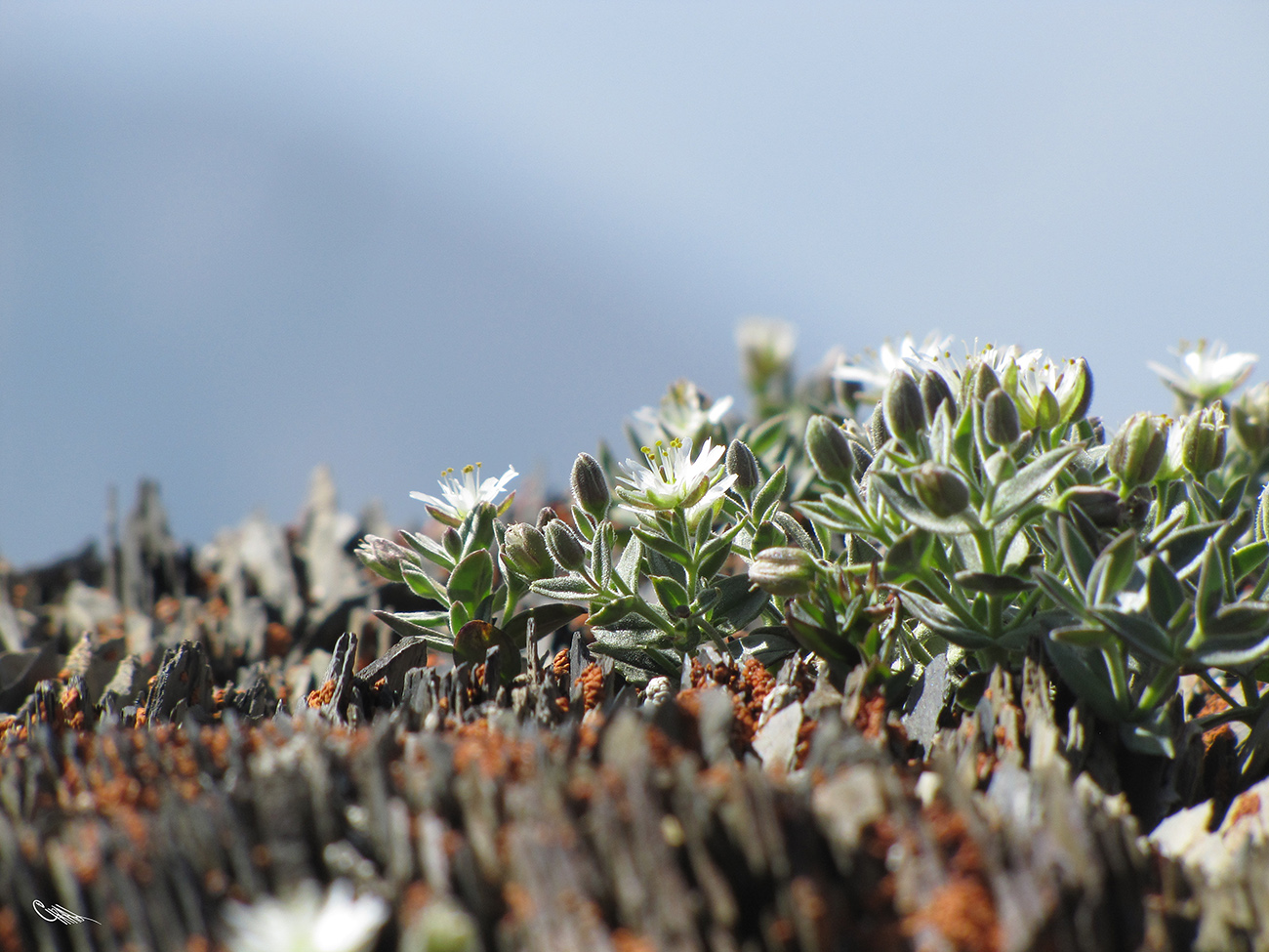 Изображение особи Stellaria turkestanica.