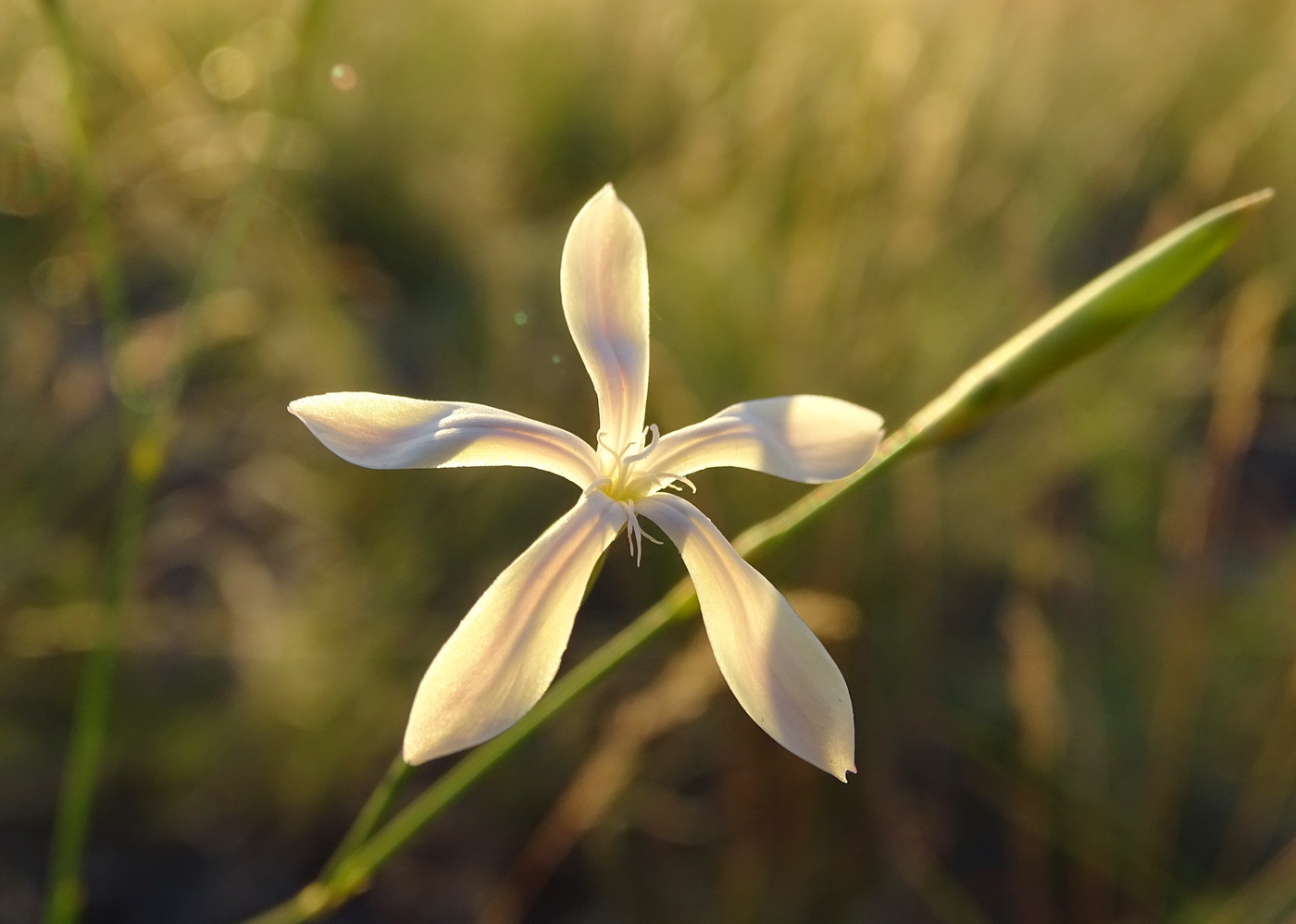 Изображение особи Dianthus leptopetalus.