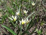 Tulipa dasystemonoides