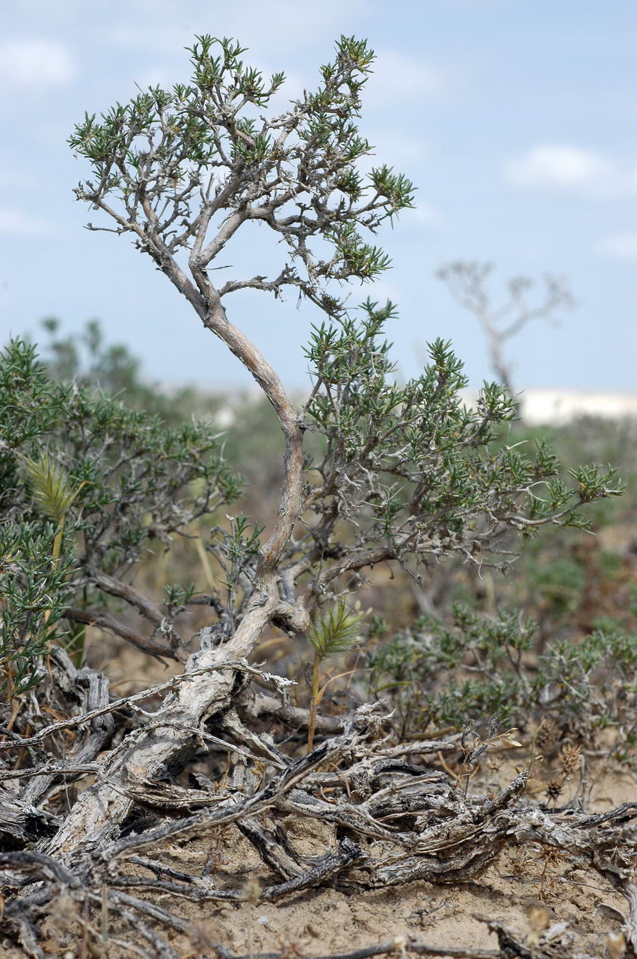 Image of Arthrophytum lehmannianum specimen.