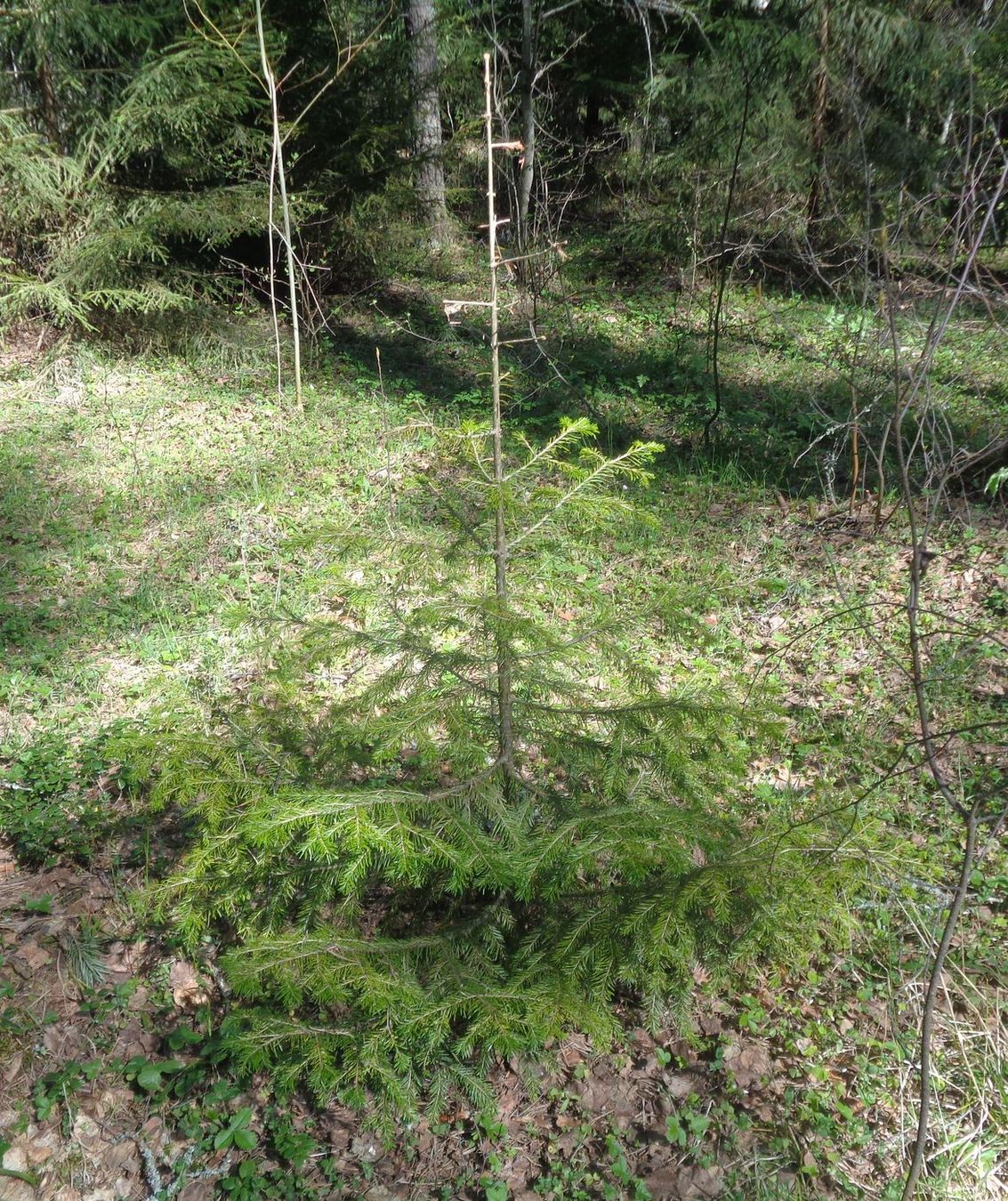 Изображение особи Abies sibirica.