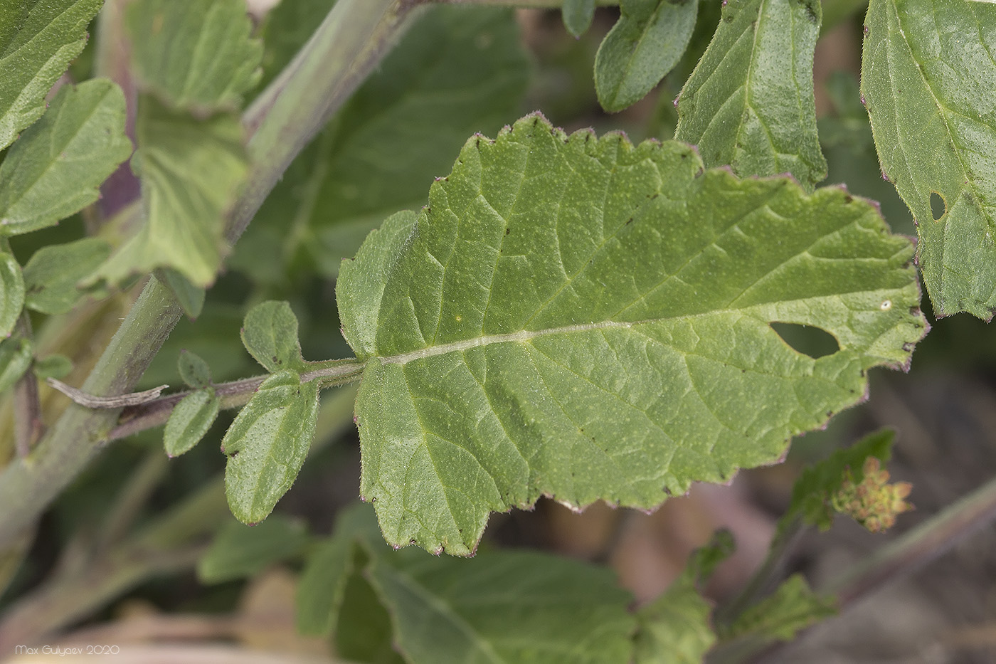 Изображение особи семейство Brassicaceae.