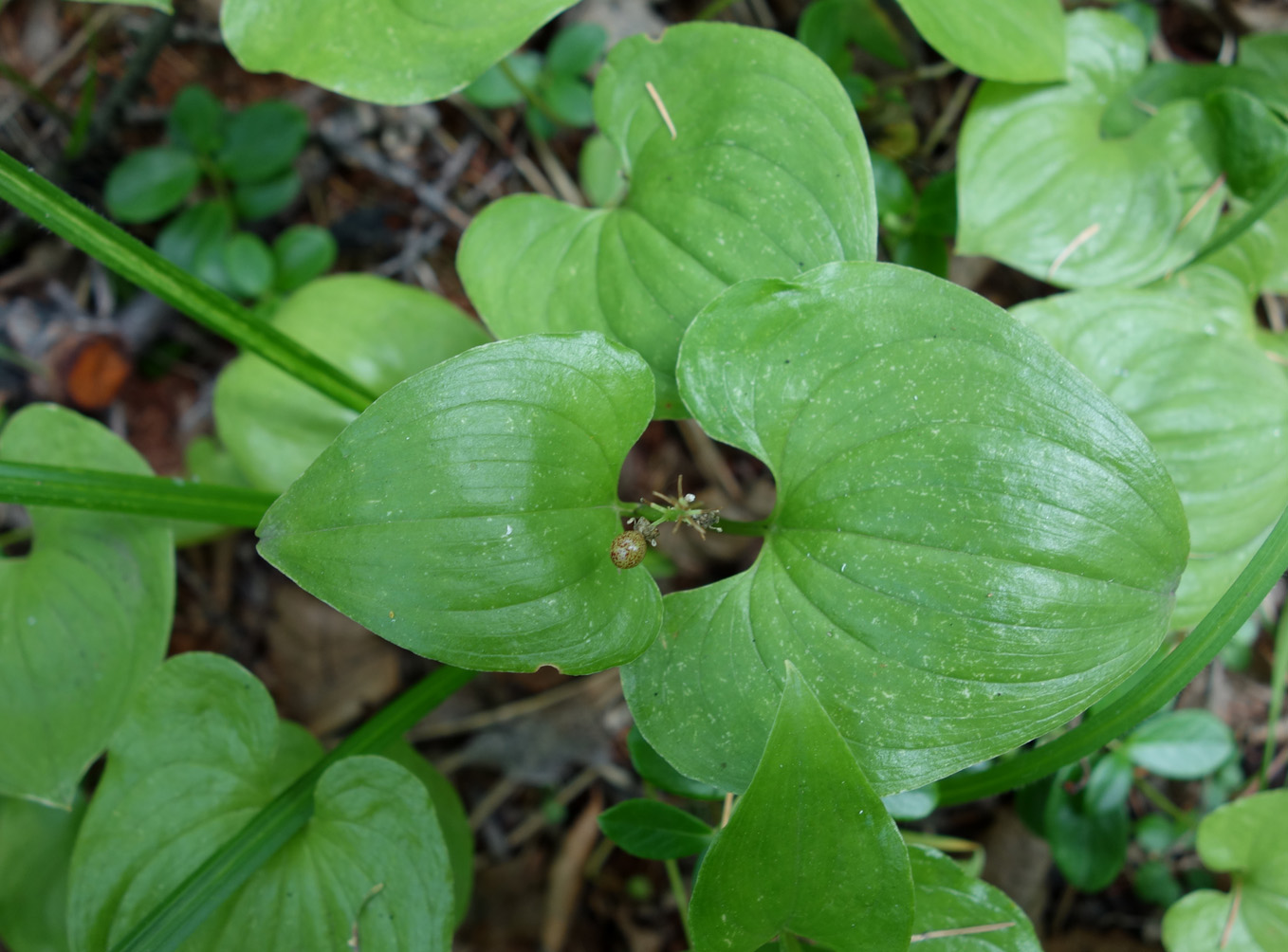 Изображение особи Maianthemum dilatatum.