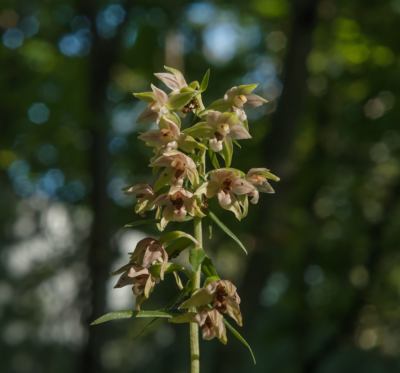 Image of Epipactis helleborine specimen.