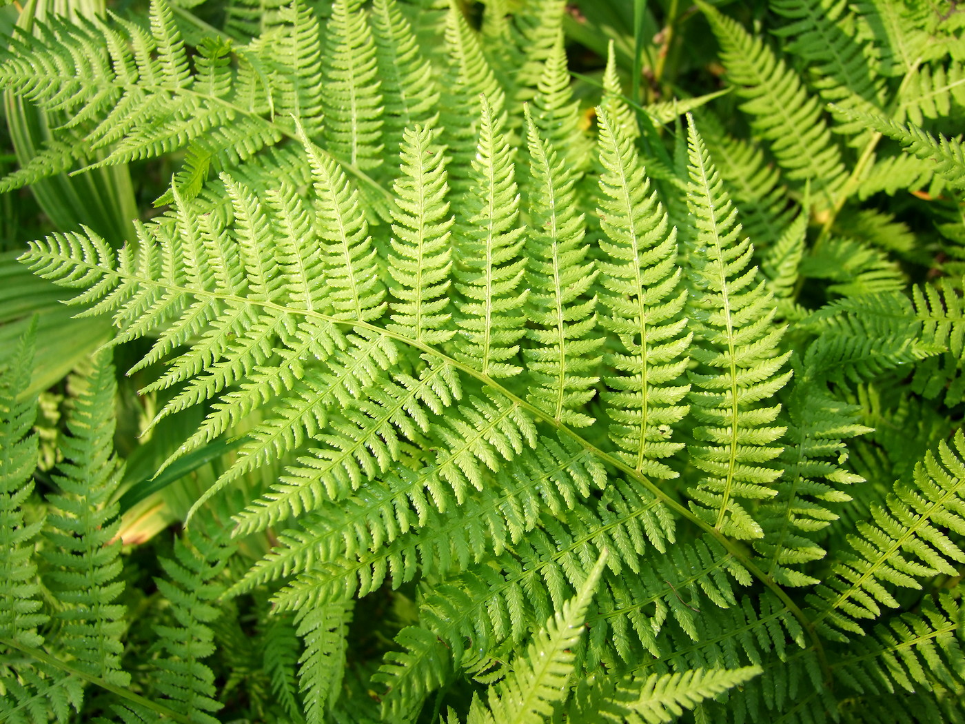 Image of Athyrium filix-femina specimen.