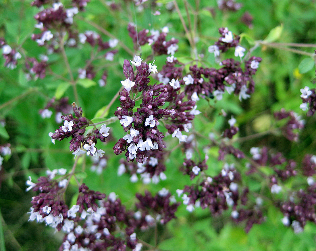 Image of Origanum vulgare specimen.