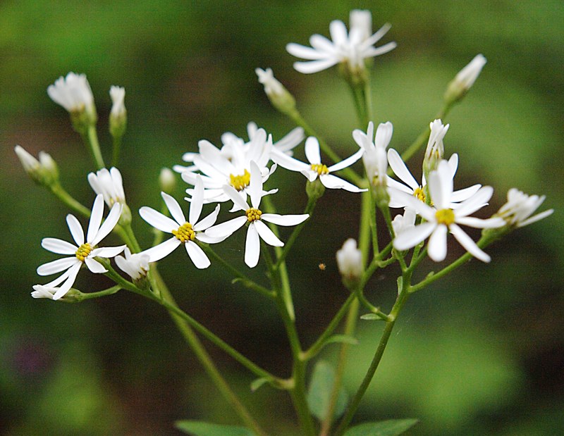 Изображение особи Doellingeria scabra.