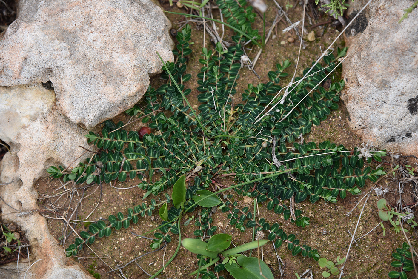 Изображение особи Euphorbia dimorphocaulon.