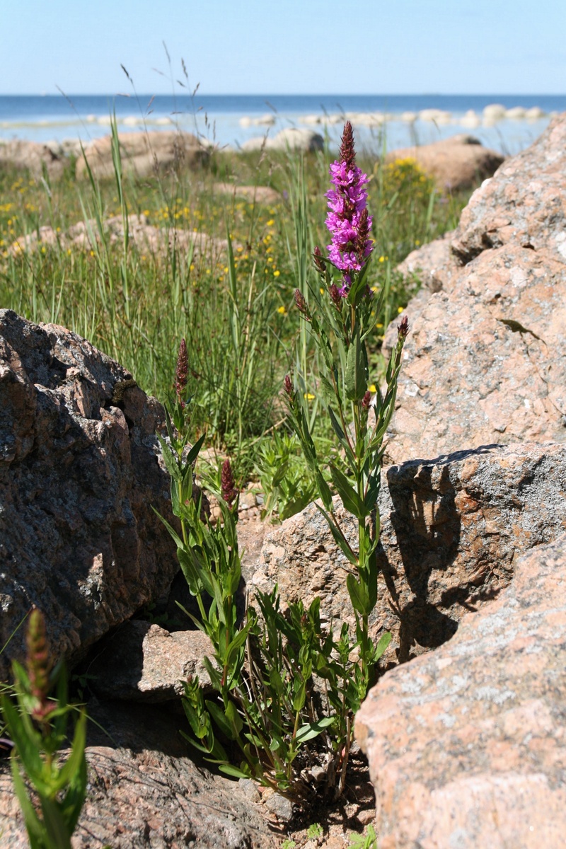 Image of Lythrum intermedium specimen.