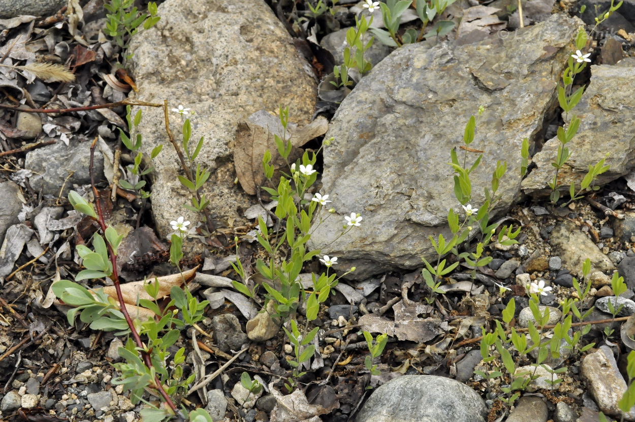 Image of Moehringia lateriflora specimen.