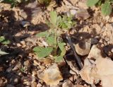 Helianthemum salicifolium. Бутонизирующее растение. Израиль, окр. г. Арад, каменистая фригана. 03.03.2020.