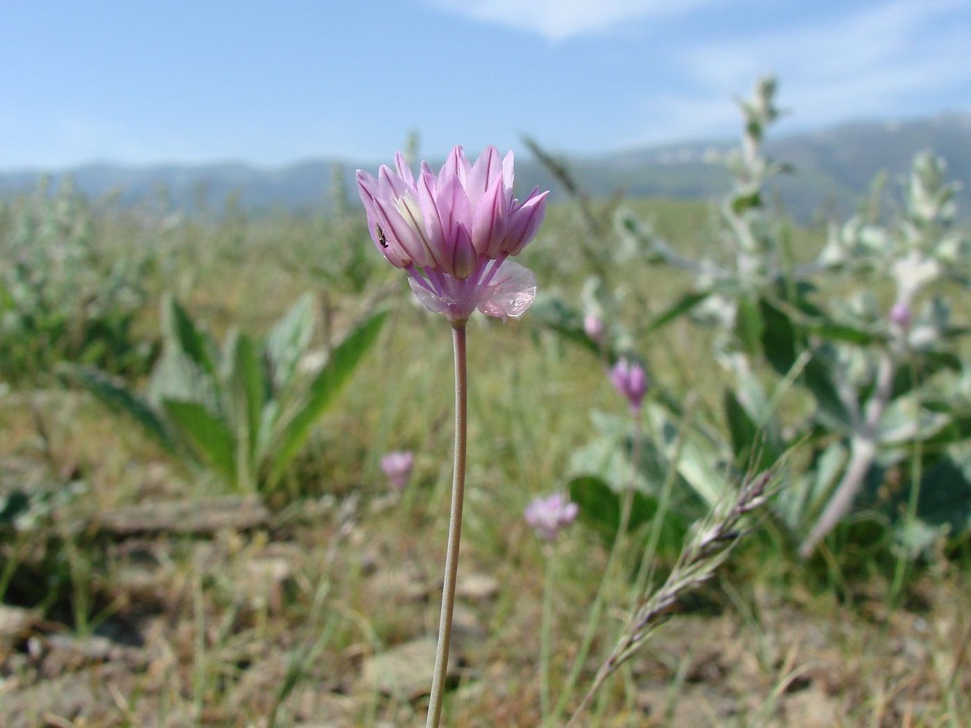 Изображение особи Allium griffithianum.