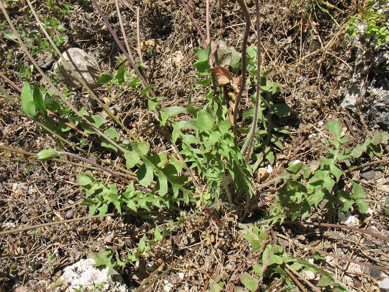 Image of Hyoseris lucida specimen.