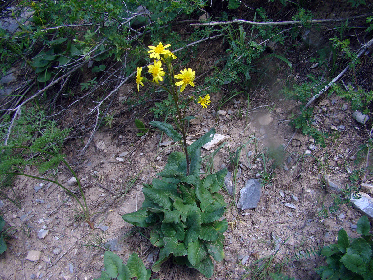 Изображение особи Ligularia karataviensis.