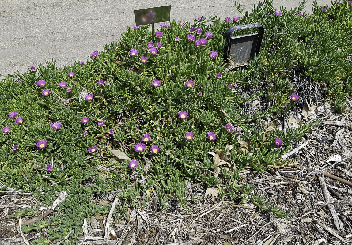 Image of Carpobrotus modestus specimen.