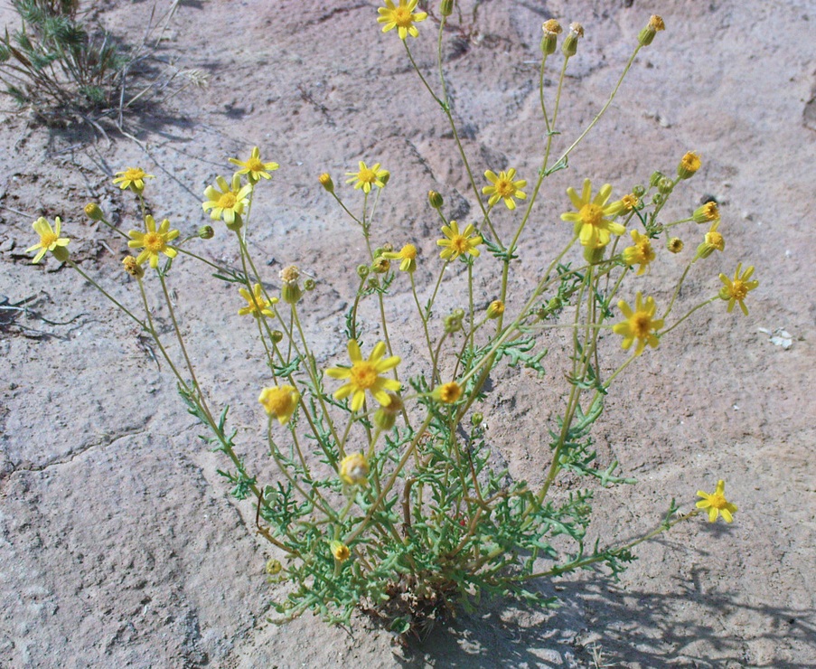 Image of Senecio noeanus specimen.