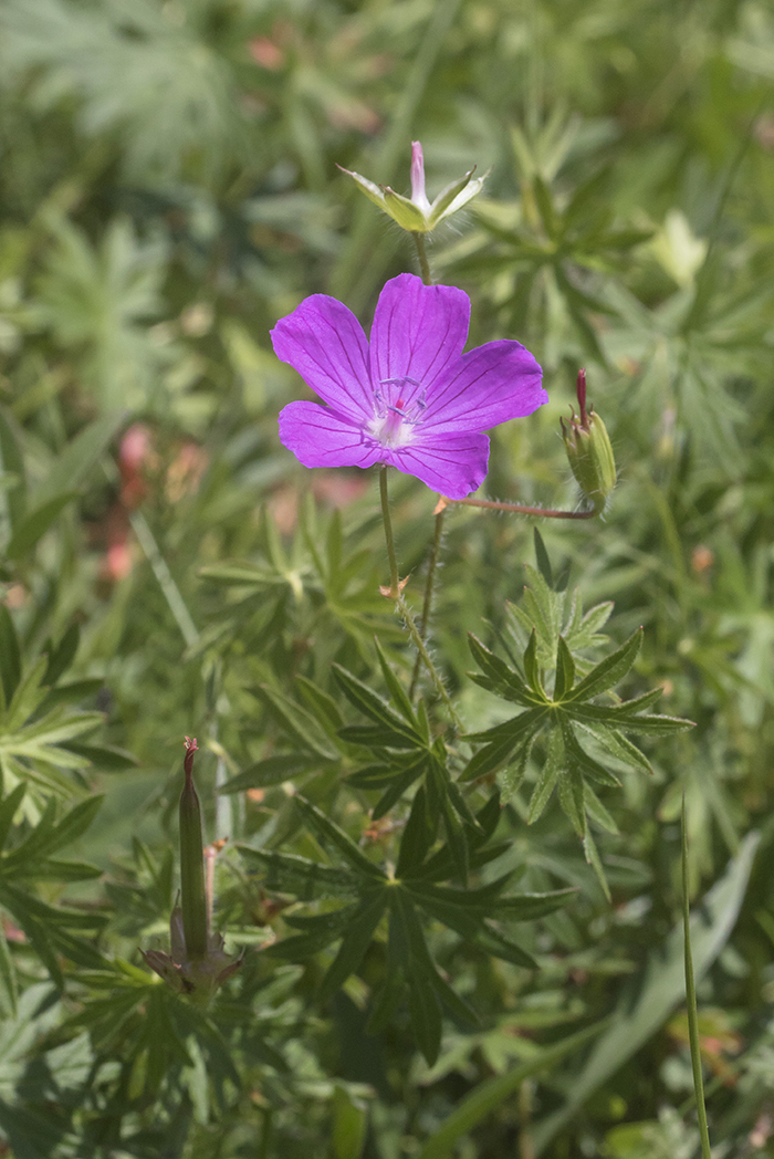 Image of Geranium sanguineum specimen.