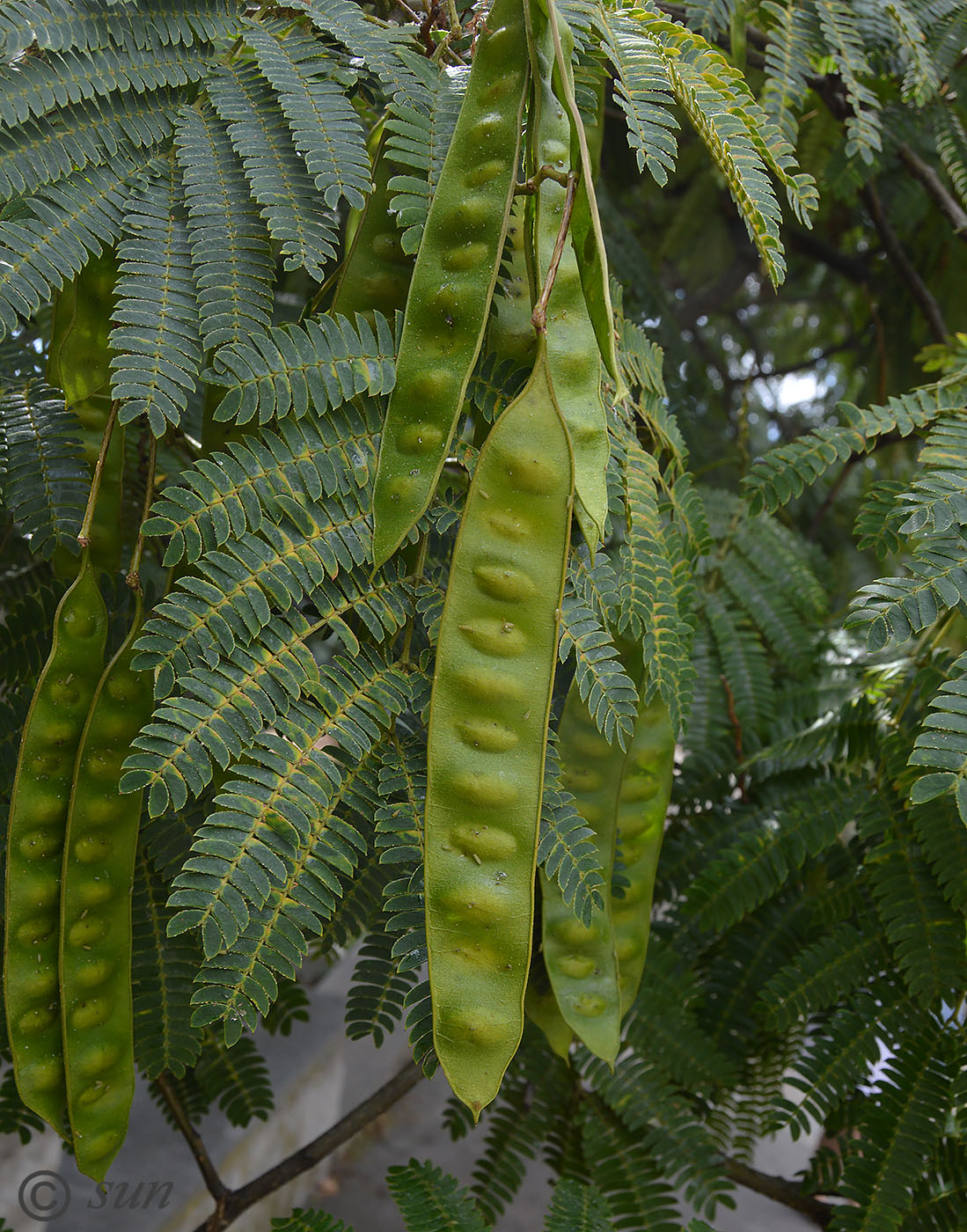 Image of Albizia julibrissin specimen.