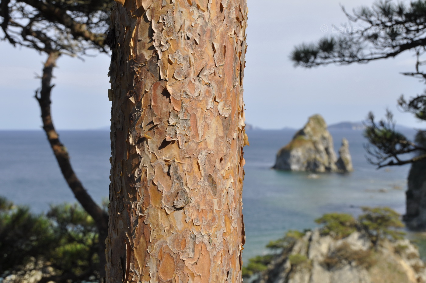 Изображение особи Pinus densiflora.