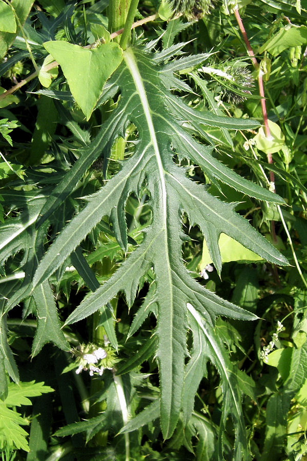 Image of Cirsium pendulum specimen.