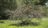 genus Cotoneaster