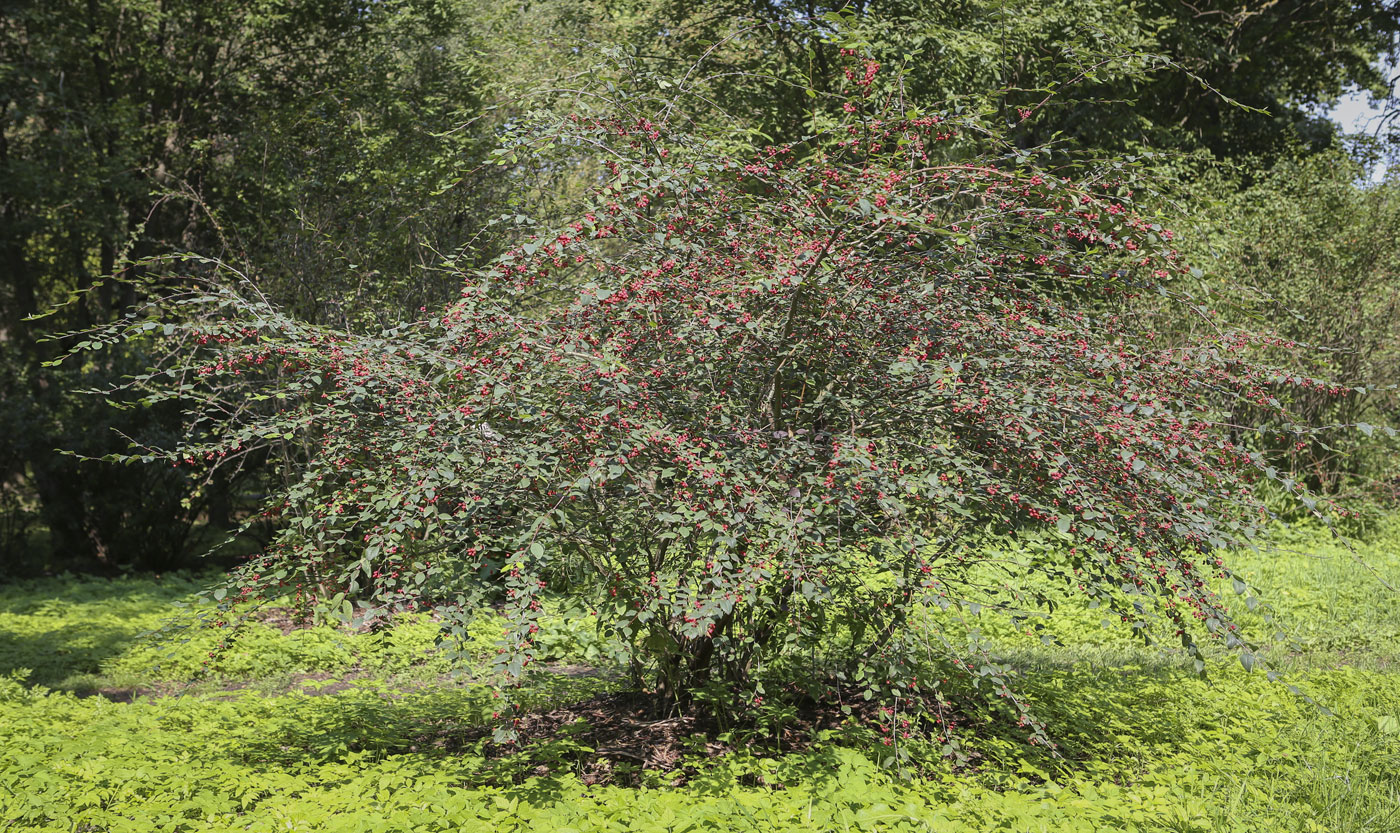 Изображение особи род Cotoneaster.