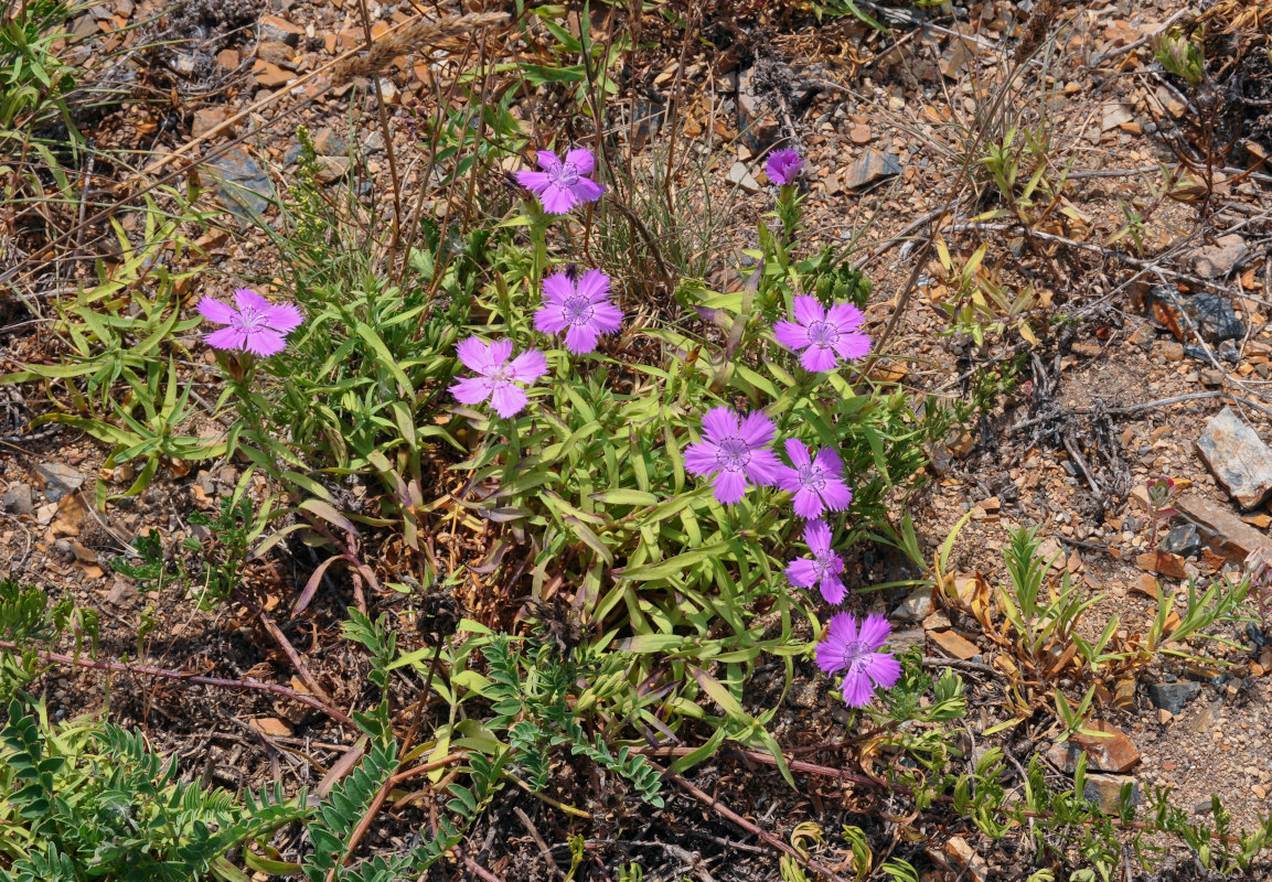 Image of Dianthus chinensis specimen.