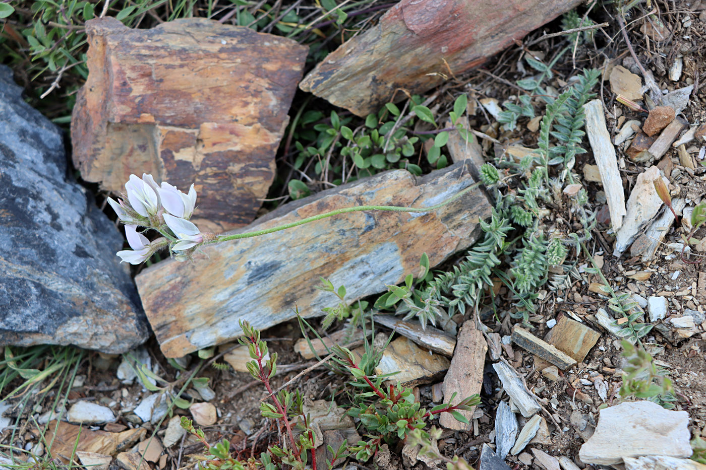 Изображение особи Oxytropis michelsonii.