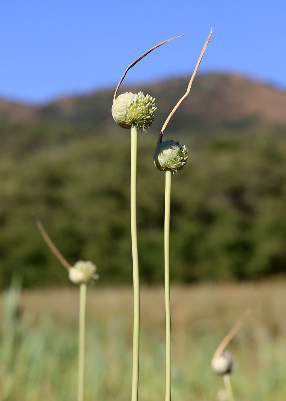 Изображение особи Allium longicuspis.