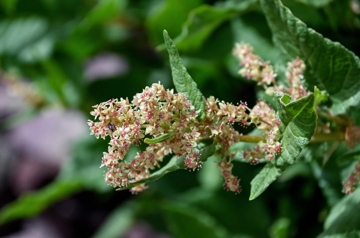 Изображение особи Aconogonon songaricum.