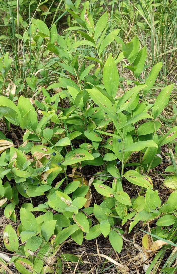 Image of Polygonatum odoratum specimen.