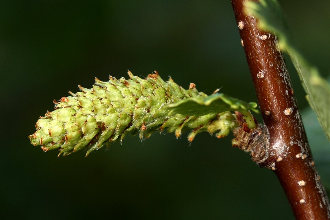 Изображение особи Betula czerepanovii.