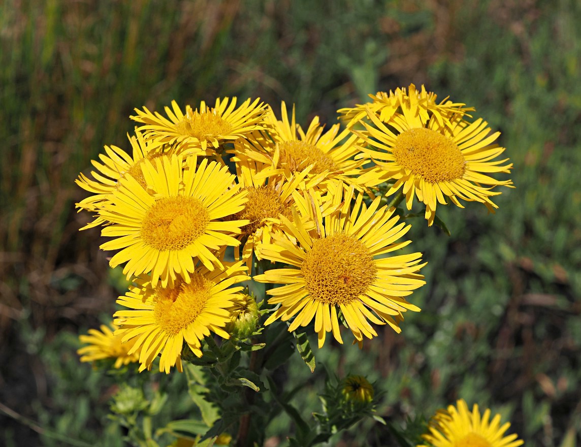 Image of Inula britannica specimen.