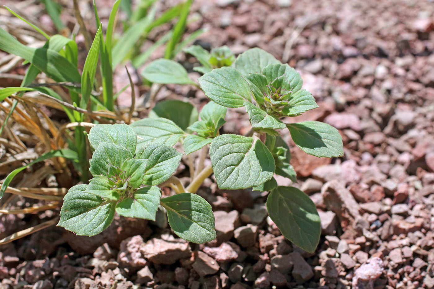 Image of Ziziphora rotundifolia specimen.