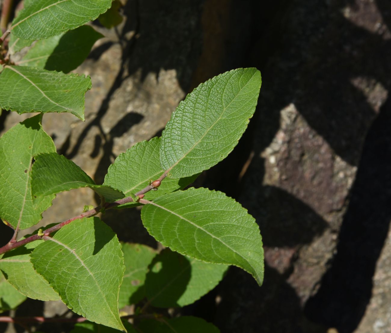 Image of Salix caprea specimen.