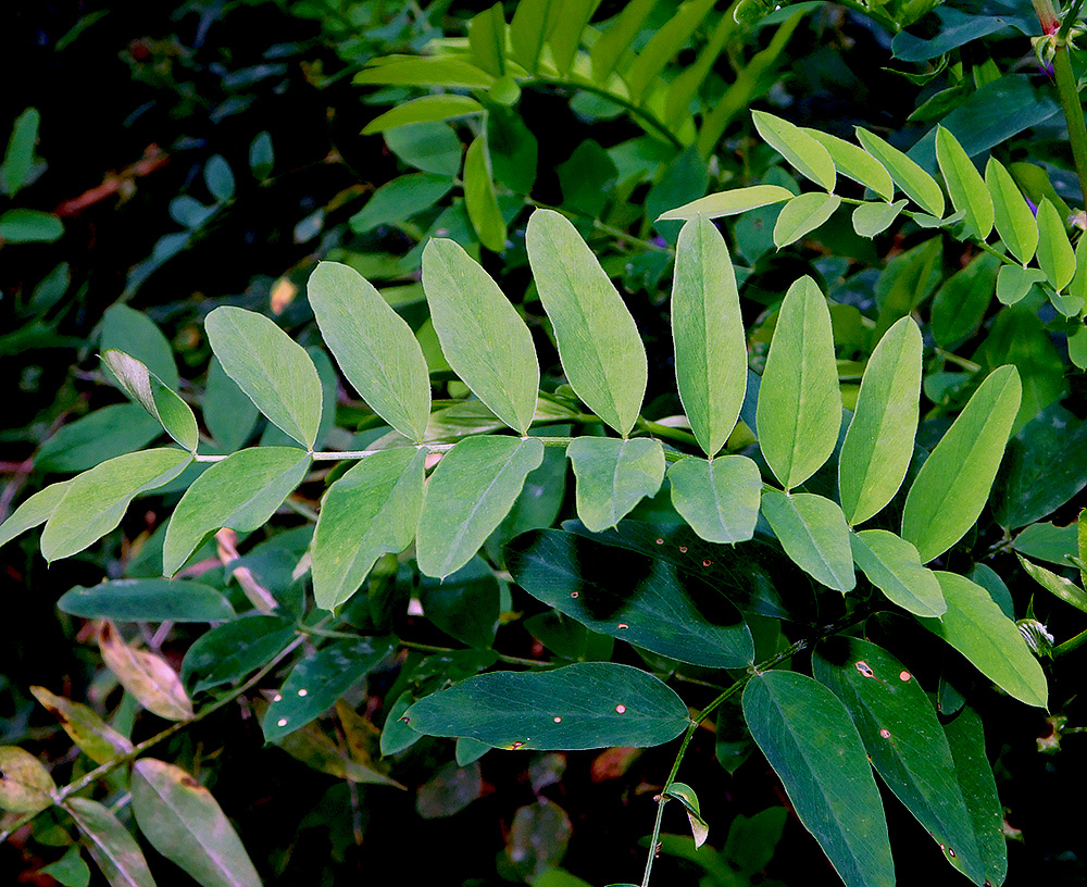 Изображение особи Galega officinalis.