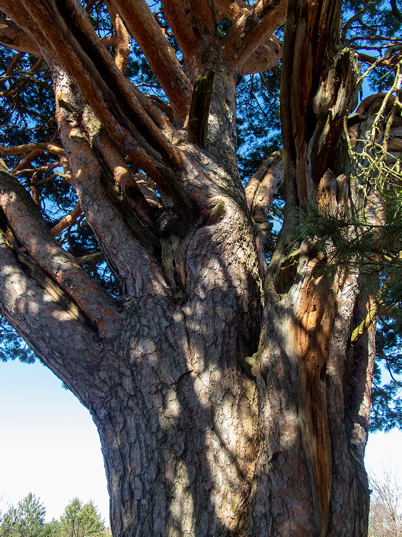 Image of genus Pinus specimen.