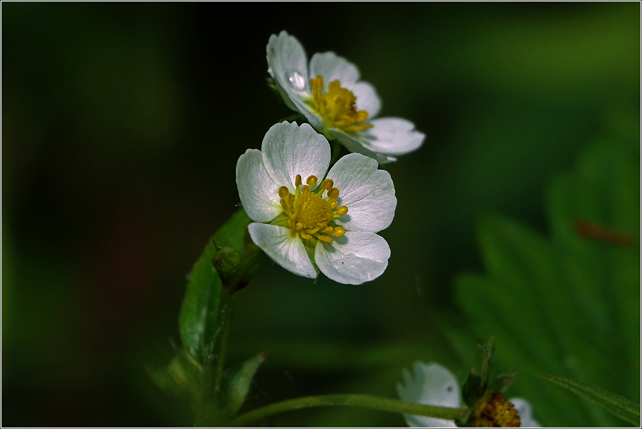 Image of Fragaria vesca specimen.