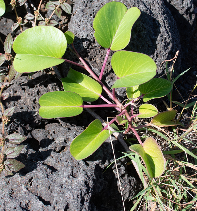 Изображение особи Ipomoea pes-caprae.