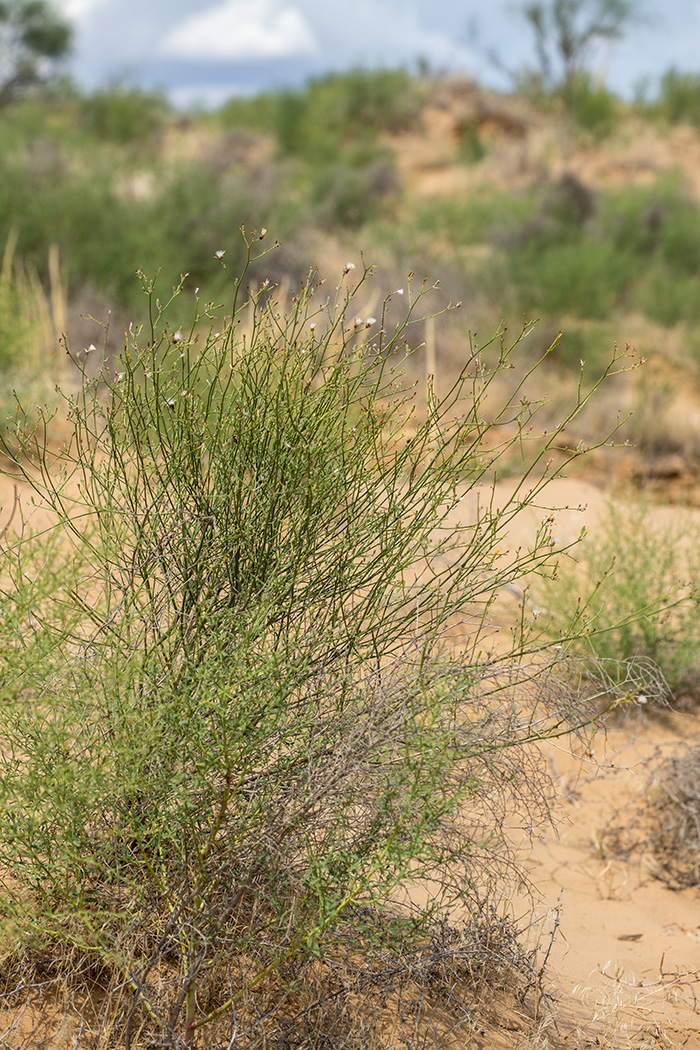 Image of genus Chondrilla specimen.