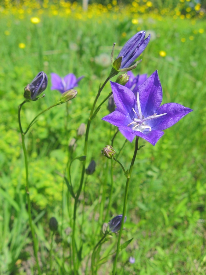 Изображение особи Campanula altaica.