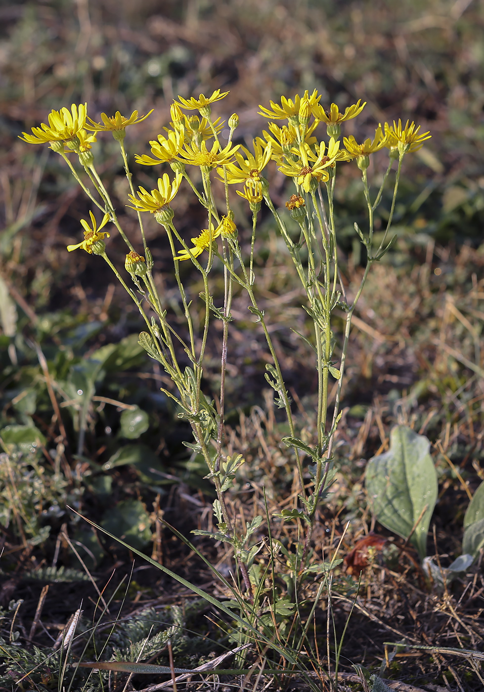 Изображение особи Senecio jacobaea.