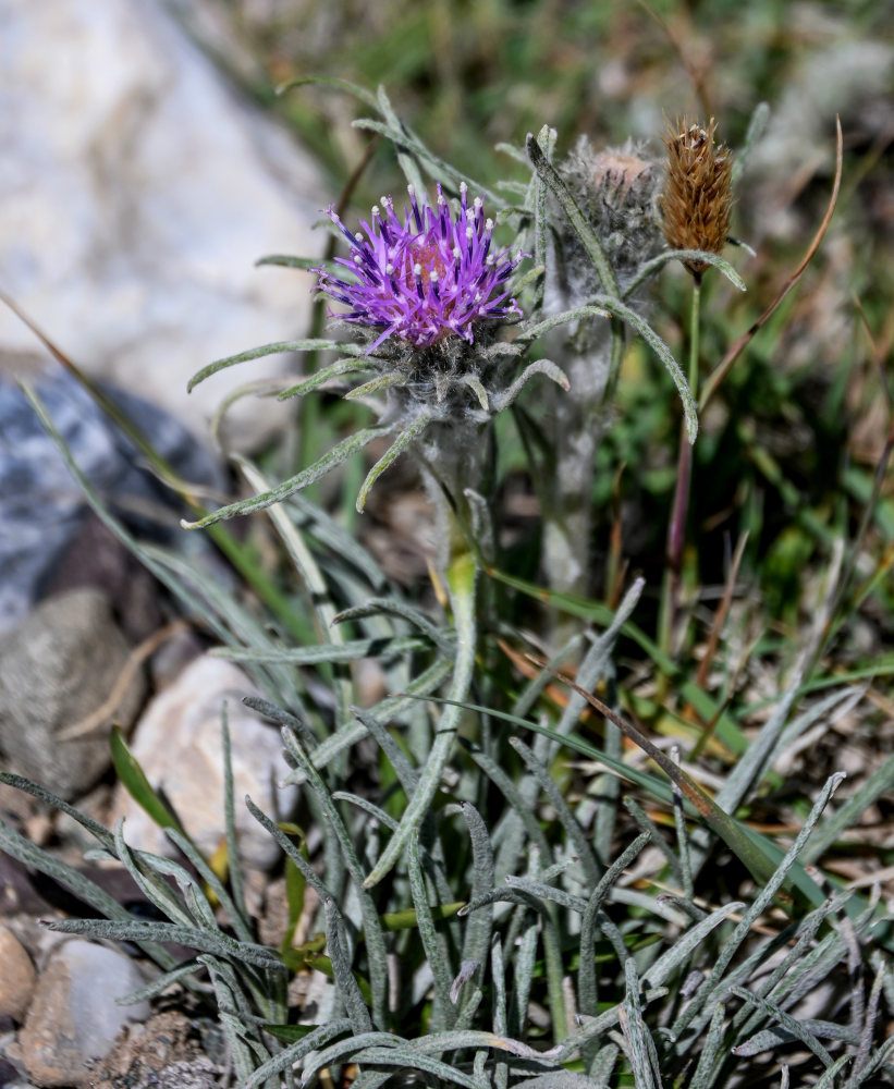 Image of Saussurea leucophylla specimen.