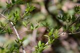 Ligustrum yezoense