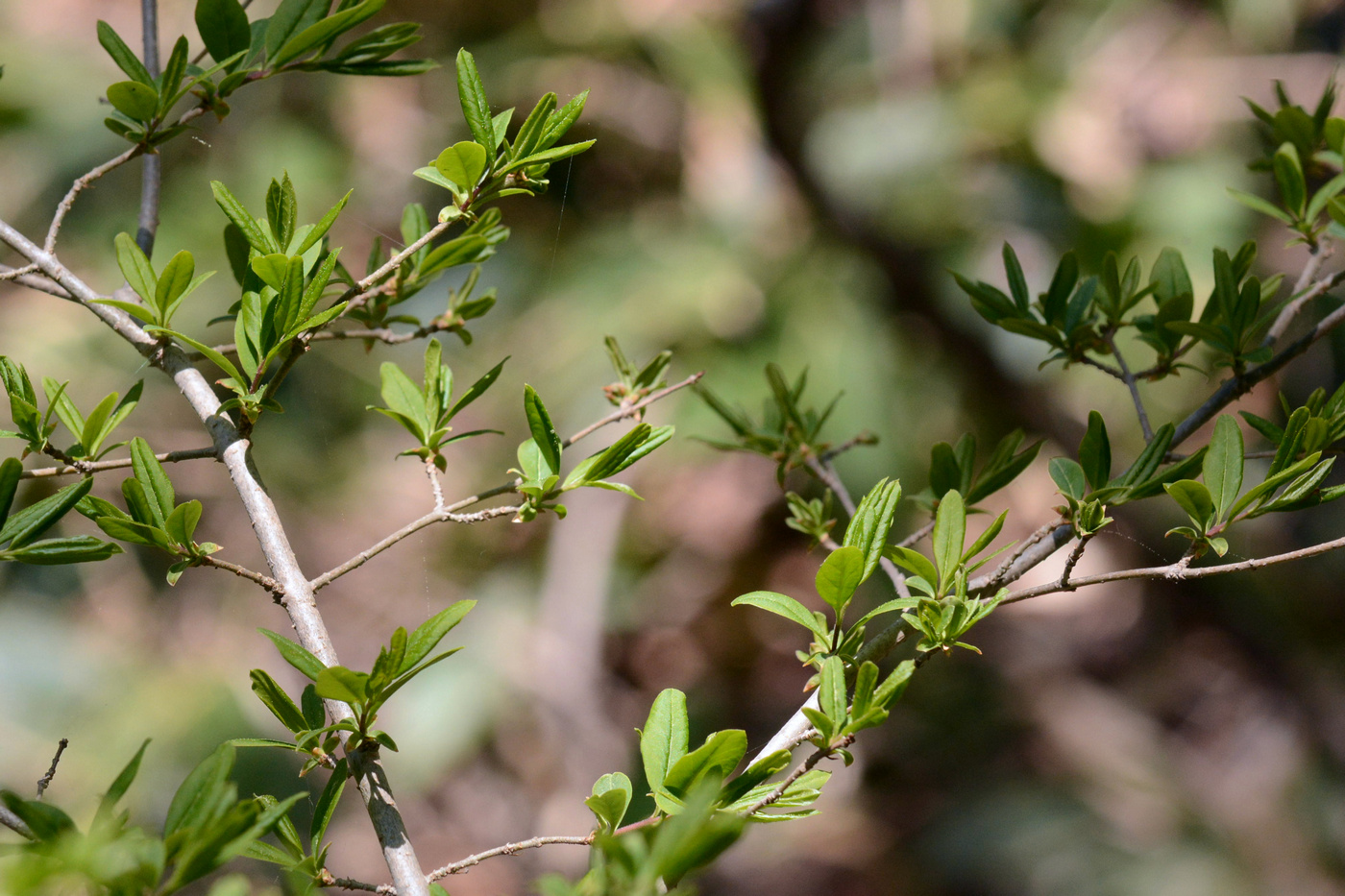 Изображение особи Ligustrum yezoense.