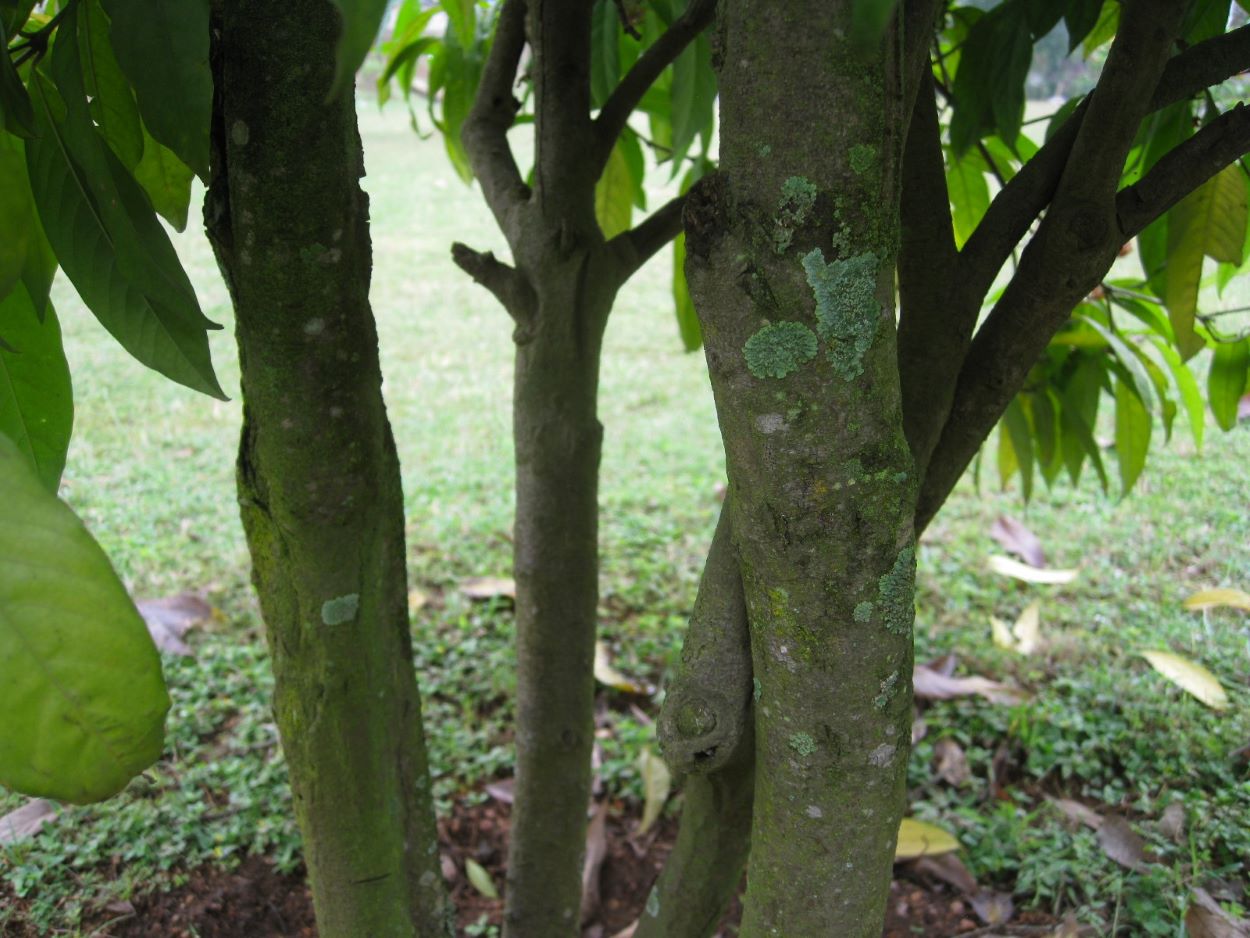 Image of Ixora coccinea specimen.