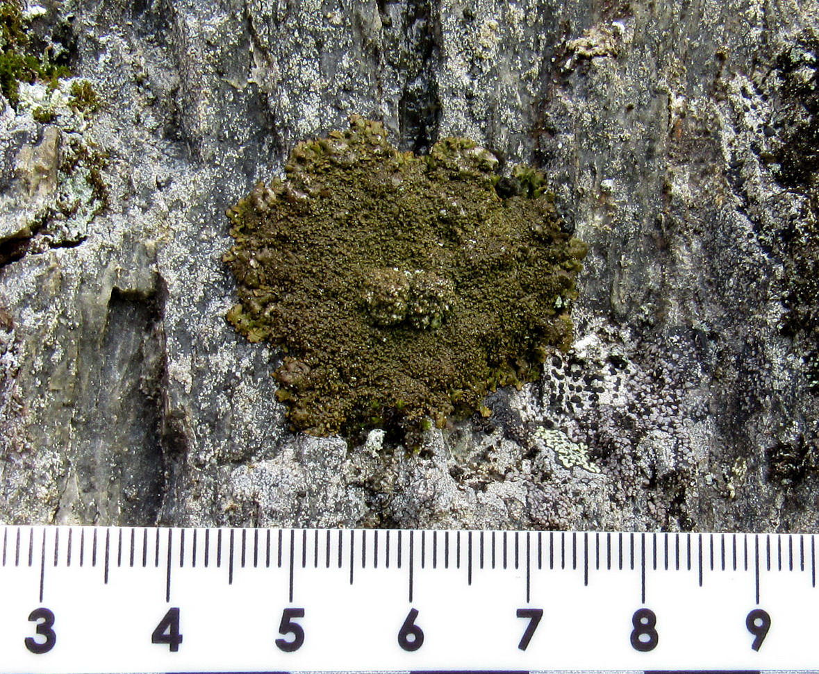 Изображение особи Melanelixia fuliginosa.