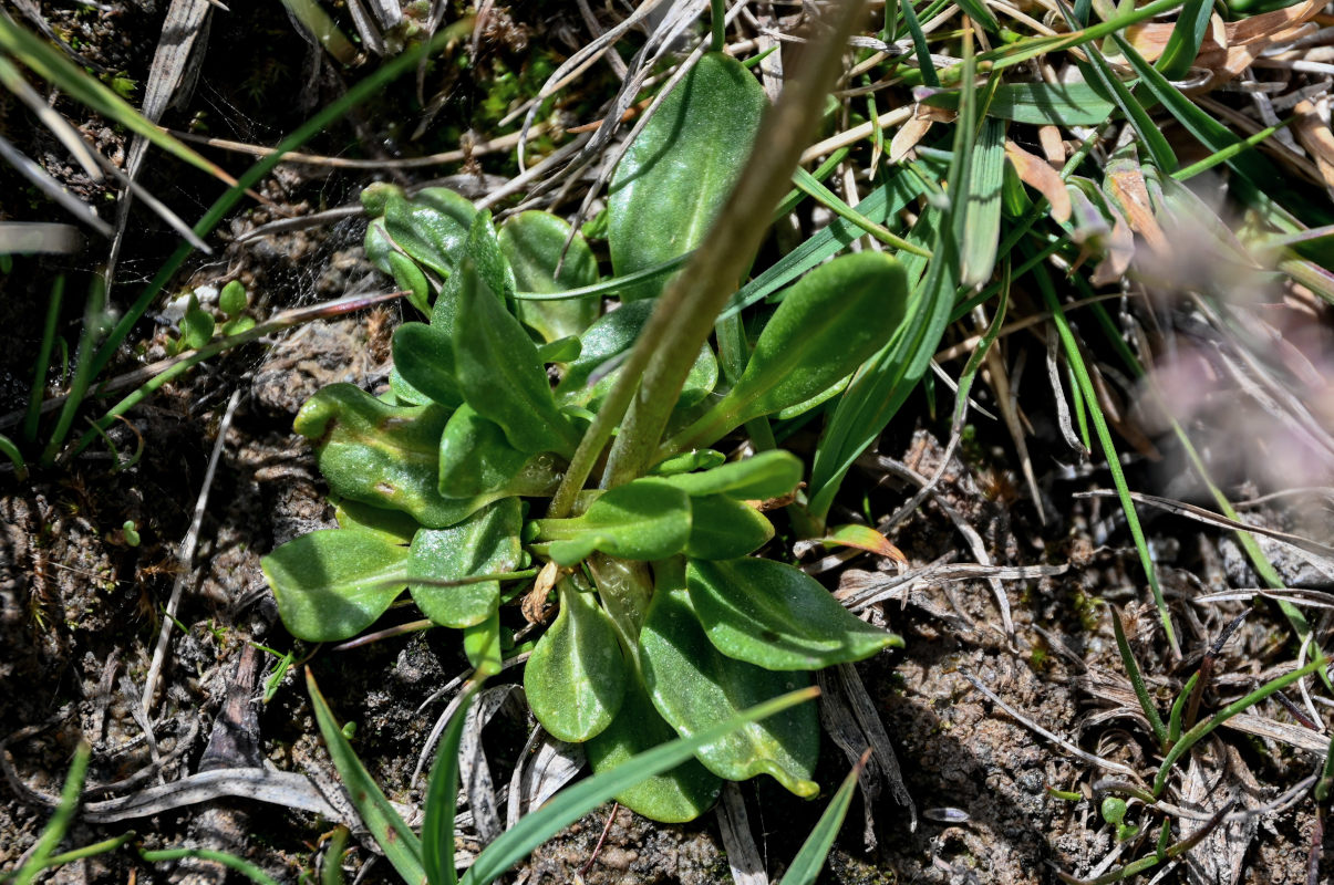 Изображение особи Primula pamirica.